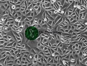 PC-9、PC9人腺癌细胞【已通过STR鉴定】