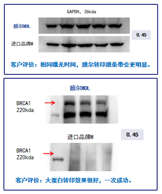 【可申请试用】“膜”力加倍!膜尔新材战神级PVDF膜横扫WB翻车现场—0.45μm精准孔径狙杀各类蛋白,背景纯净如冰川