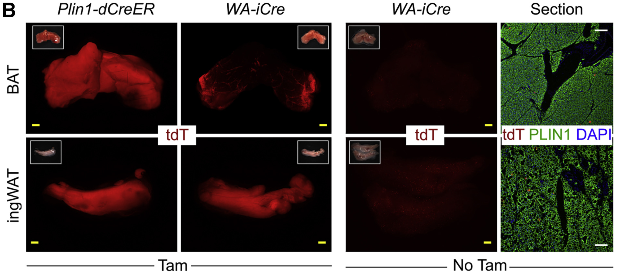 谱系示踪的难点——基因标记的异位表达如何避免？（下）