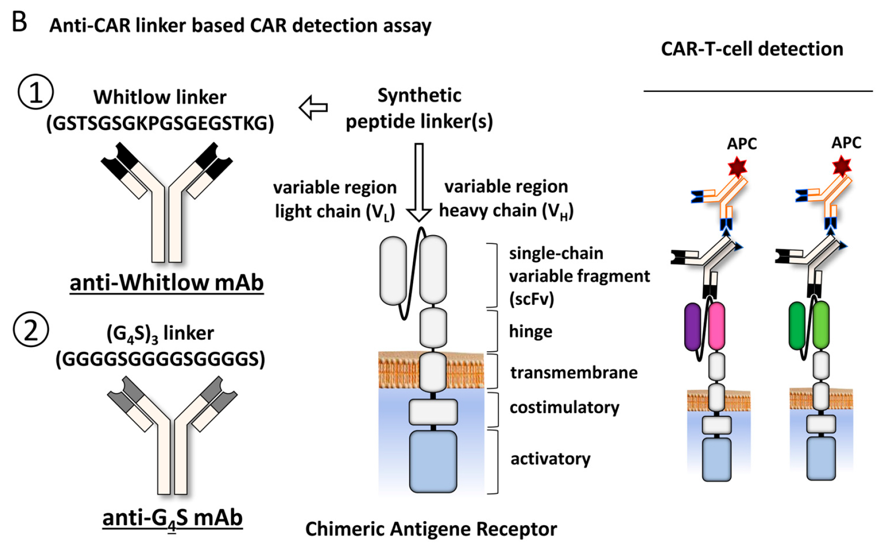 「新品速递」通用型Whitlow218 Linker兔单抗，高效助力CAR流式细胞检测