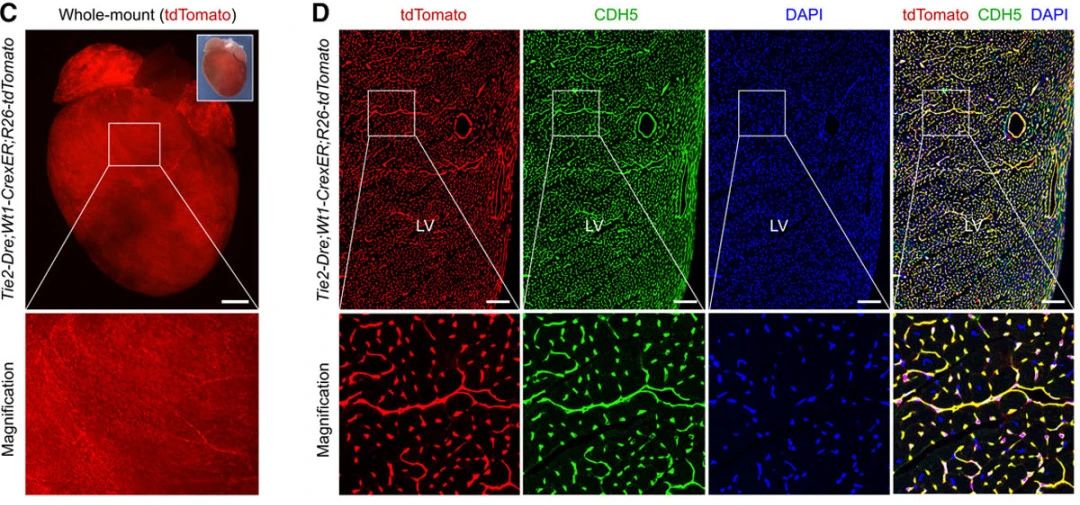 谱系示踪的难点——基因标记的异位表达如何避免？（下）