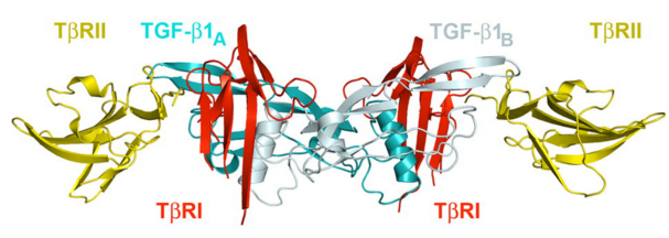 TGF-β1功能解析：从信号调控到疾病关联，ELISA 1h快检助您高效探索