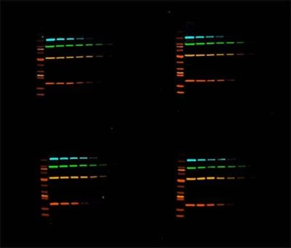 WB（Western blot）与凝胶成像系统怎么选？赛默飞 iBright——多功能成像系统