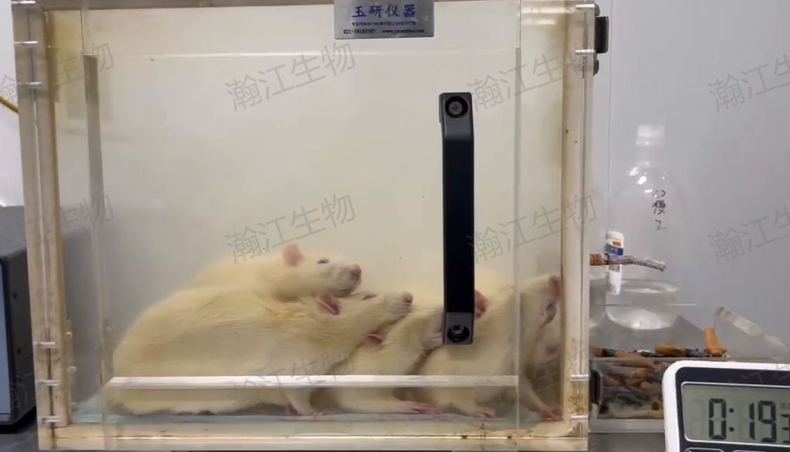 香烟烟雾(CS)诱导——大鼠慢阻肺COPD模型