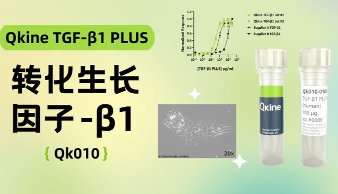 Qkine细胞因子｜TGF-β1 PLUS (Qk010) 转化生长因子-β1