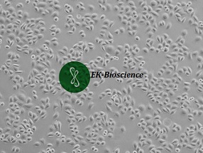 SGC-7901 [SGC7901]人胃腺癌细胞（已公布为HELA衍生物））