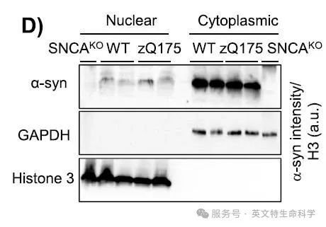 新鲜/冷冻组织核-质分离“破冰之钥”