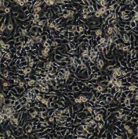 人肺癌细胞；A549 (STR)