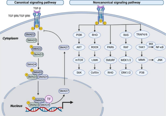 TGF-β1功能解析：从信号调控到疾病关联，ELISA 1h快检助您高效探索