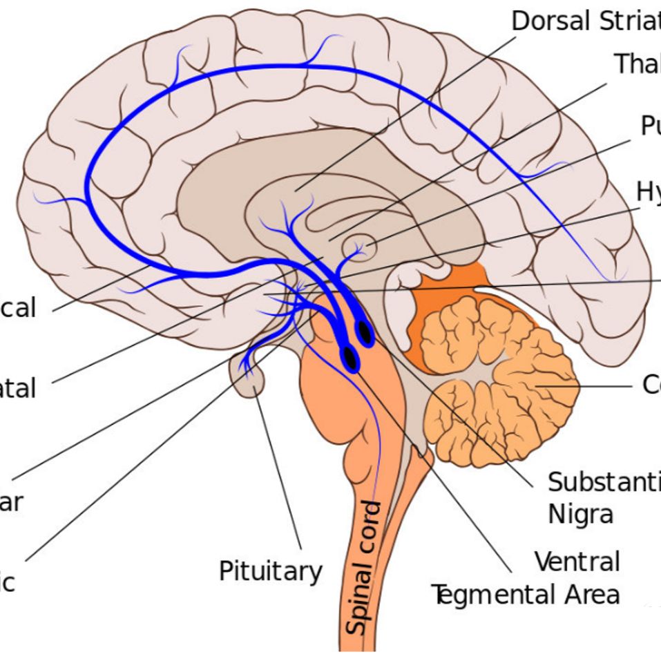 MPTP诱导的帕金森模型