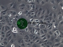 NCI-H661、H661；人大细胞肺癌细胞【已通过STR鉴定】NCI-H661、H661；人大细胞肺癌细胞【已通过STR鉴定】