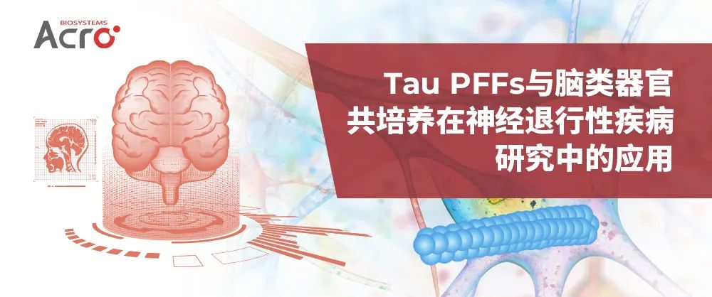 Tau PFFs与脑类器官共培养在神经退行性疾病研究中的应用