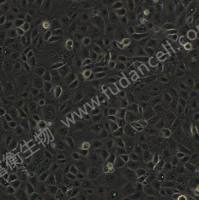 人肾小管上皮细胞；HK-2 (STR)