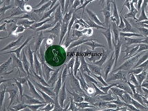 MG-63人骨肉瘤细胞【已通过STR鉴定】