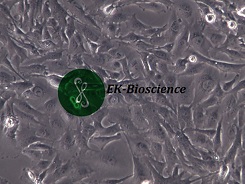 U-251 MG（U251MG）人星形胶质瘤细胞 【已通过STR鉴定】