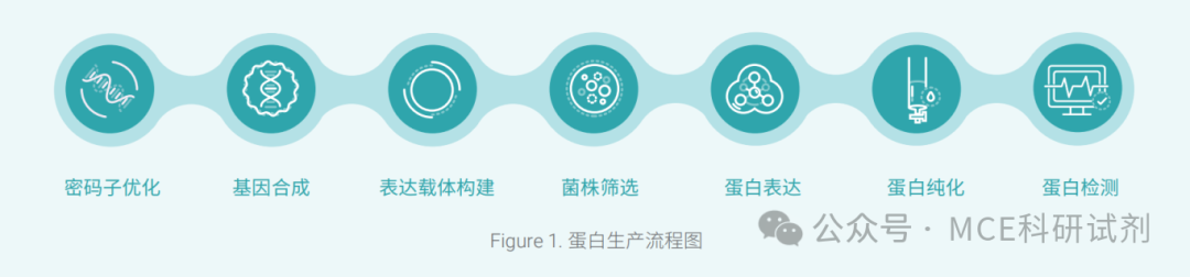 蛋白质表达与纯化手册 | MCE