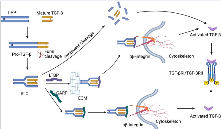 TGF-β1功能解析：从信号调控到疾病关联，ELISA 1h快检助您高效探索