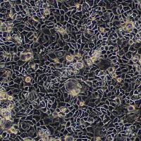 人结肠癌细胞；Caco2 (STR)