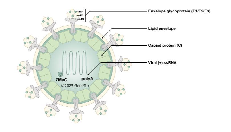 屈公病毒：全球公共卫生与科研的共同挑战
