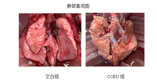 香烟烟雾(CS)诱导——大鼠慢阻肺COPD模型
