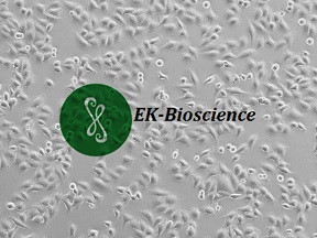 SPC-A-1、SPC-A1人肺腺癌细胞【已通过STR鉴定】