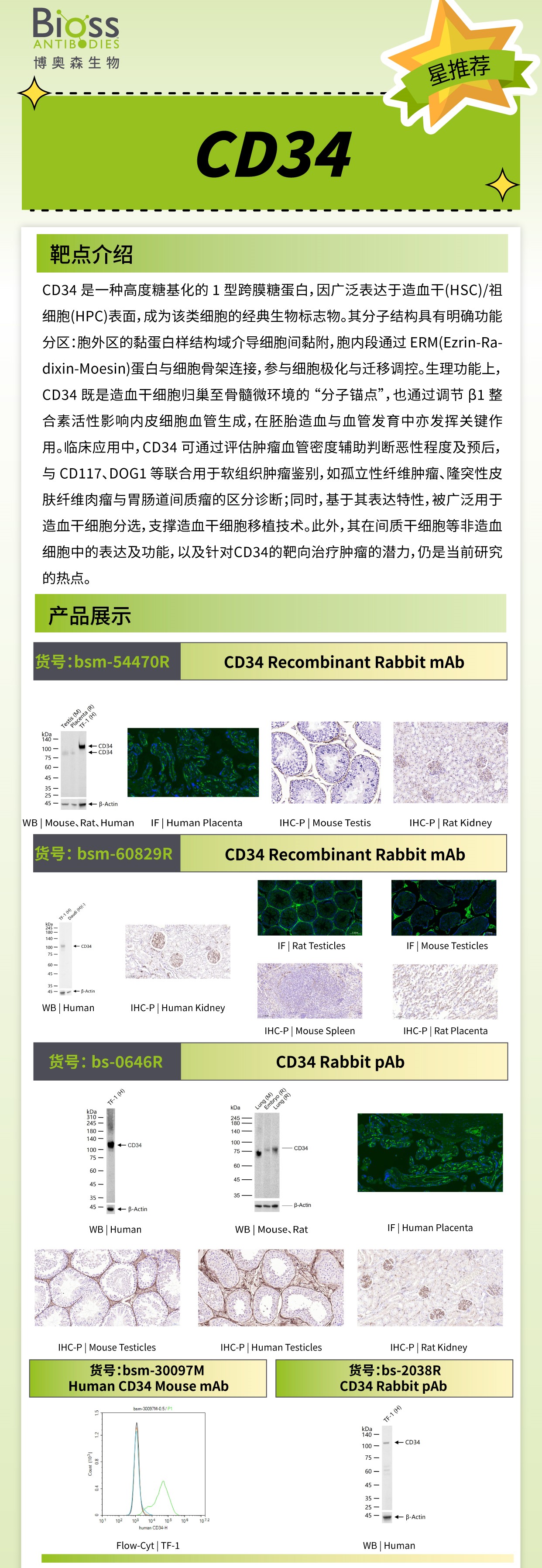 Bioss 星推荐 | CD34 抗体