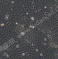 人永生化表皮细胞；HaCaT (STR)