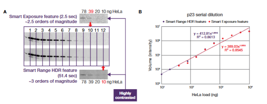 WB（Western blot）与凝胶成像系统怎么选？赛默飞 iBright——多功能成像系统