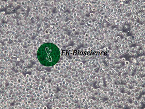 THP-1；人单核细胞白血病细胞【已通过STR鉴定】