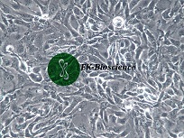 NCI-H2347;人肺癌细胞【已通过STR鉴定】