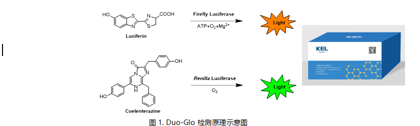 双萤光素酶报告基因检测试剂盒