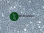 SUM159PT;人乳腺癌细胞【已通过STR鉴定】