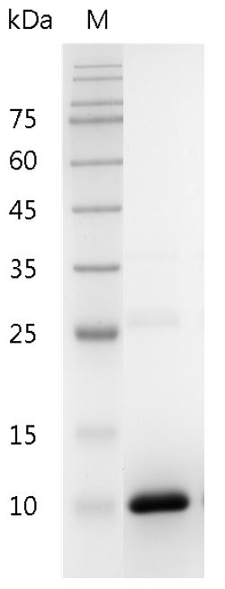 Fig.Human TGF-β2 Protein, His tag (Animal-Free)