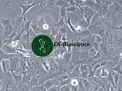 HCC38人乳腺导管癌细胞【已通过STR鉴定】