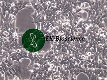 293FT;表达SV40T抗原人胚肾上皮细胞