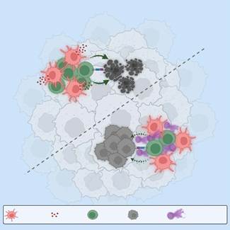 Cancer Cell: 陆军军医大学新桥医院朱波教授团队发现癌症治疗新靶点DNASE1L3