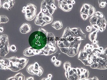 NCI-H1395、H1395人肺腺癌细胞【已通过STR鉴定】