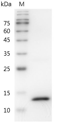 Fig.SDS-PAGE analysis of Mouse IFN-γ protein