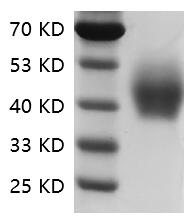 Fig.SDS-PAGE analysis of Human CD33/Siglec-3 protein.