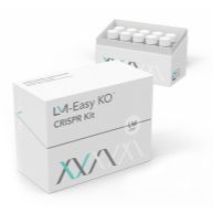 THEM6 Knockout Hela Cell Pool