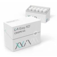 IMMT Knockout Hela Cell Pool