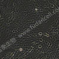 BEAS-2B ；人支气管上皮细胞(STR)