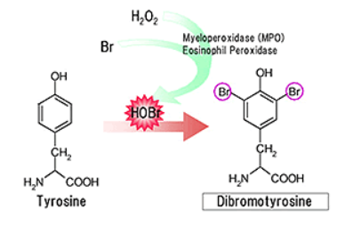 JaICA抗二溴酪氨酸（DiBrY）单克隆抗体，科研采购的超值之选