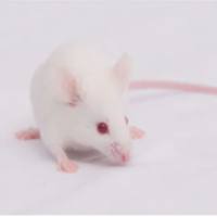 动物实验丨大鼠急性肝损伤模型