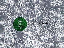 AU565人乳腺癌细胞【已通过STR鉴定】