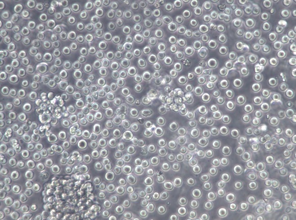 UT-7;人原巨核细胞型白血病细胞【已通过STR鉴定】