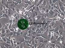 SK-MES-1人肺鳞癌细胞【已通过STR鉴定】