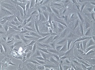 NCI-H1755;人肺癌细胞【已通过STR鉴定】