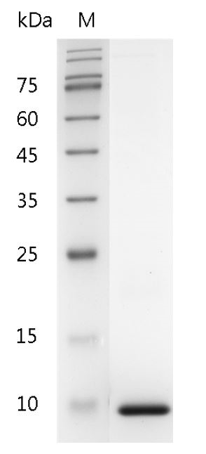 Fig.Human CXCL7 Protein, His tag (Animal-Free)