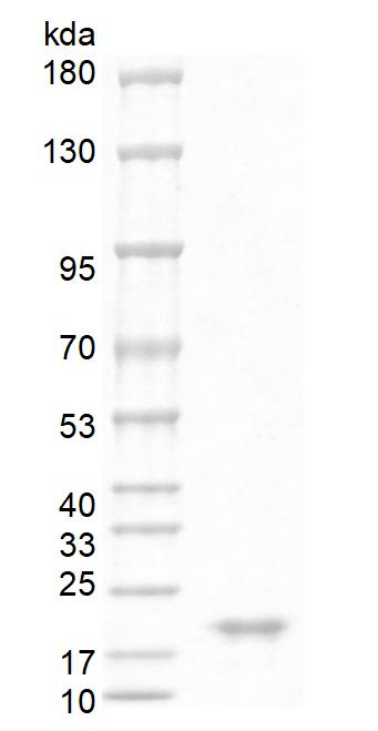 Fig.SDS-PAGE analysis of Human  BAFF Protein